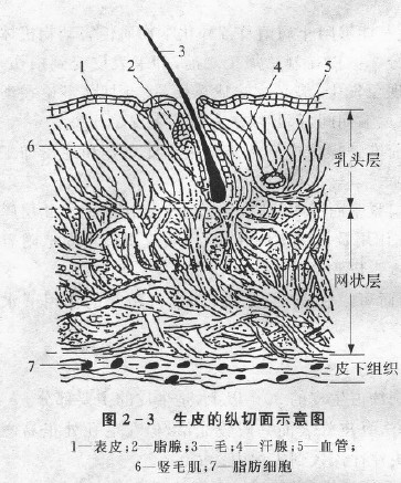 生皮的縱切面示意