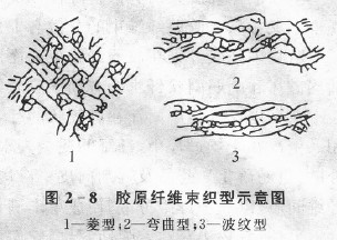 膠原纖維束織型示意圖