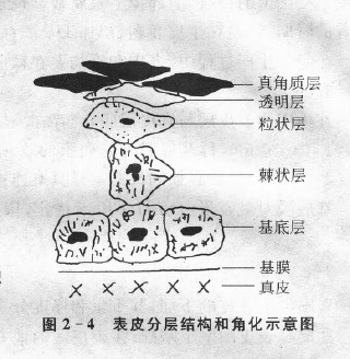 表皮分層結(jié)構(gòu)和角化示意圖