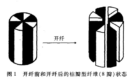 圖1 開纖前和開纖后的桔瓣型纖維(8瓣)狀態(tài)